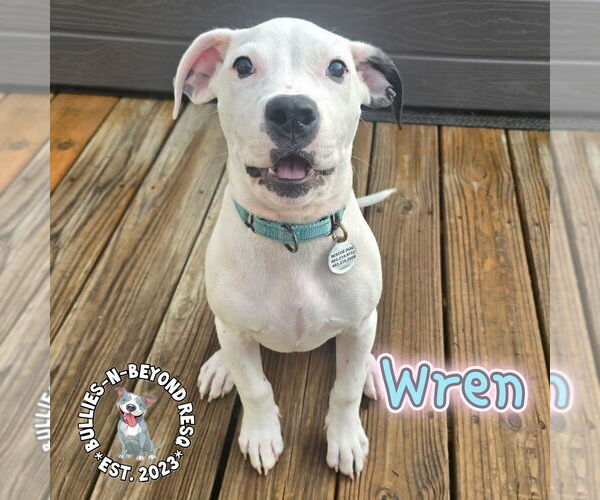 Medium Photo #1 American Staffordshire Terrier-Unknown Mix Puppy For Sale in Omaha, NE, USA