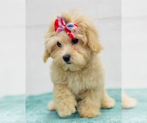 Bichpoo Puppy for sale in CINCINNATI, OH, USA