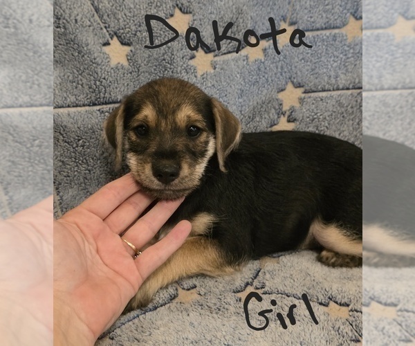 Medium Photo #22 Chizer Puppy For Sale in MONTEZUMA, GA, USA