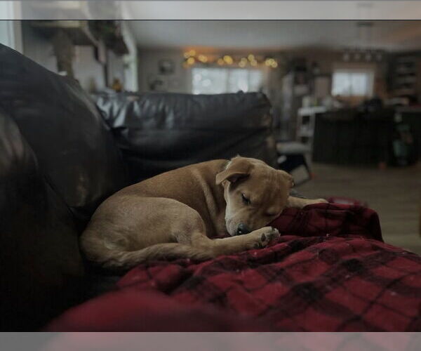 Medium Photo #7 English Mastweiler Puppy For Sale in Oro Medonte, Ontario, Canada