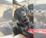 Small Photo #1 Labrador Retriever Puppy For Sale in COMPTON, IL, USA