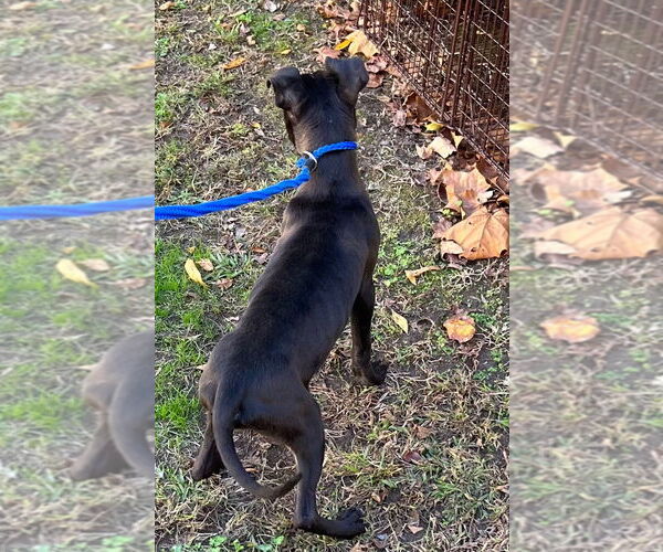 Medium Photo #2 American Pit Bull Terrier Puppy For Sale in Tarboro, NC, USA