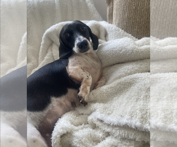 Medium Photo #2 Dachshund Puppy For Sale in Weston, FL, USA