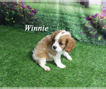Small #16 Cavalier King Charles Spaniel