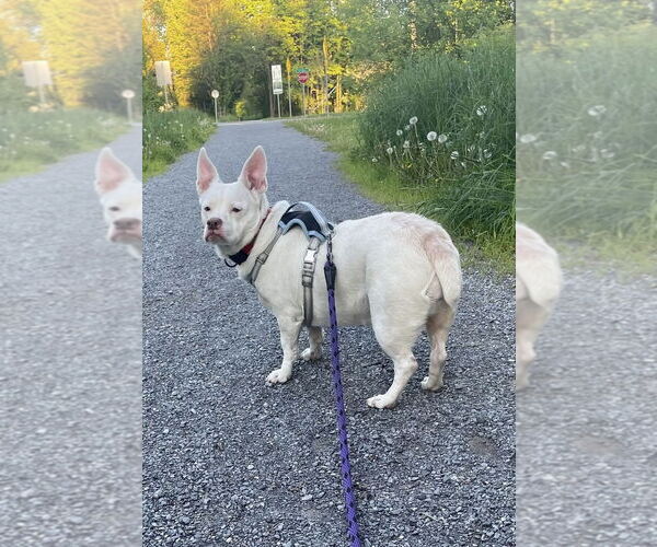 Medium Photo #4 Bulldog-Pembroke Welsh Corgi Mix Puppy For Sale in Middlesex, VT, USA