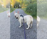 Small #3 Bulldog-Pembroke Welsh Corgi Mix
