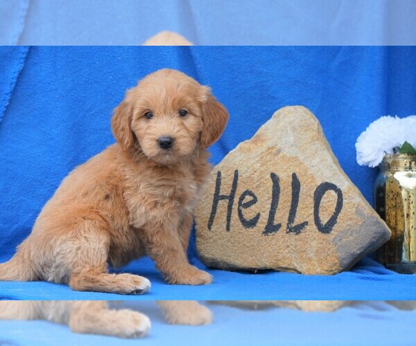 Medium Photo #2 Goldendoodle (Miniature) Puppy For Sale in FREDERICKSBG, OH, USA
