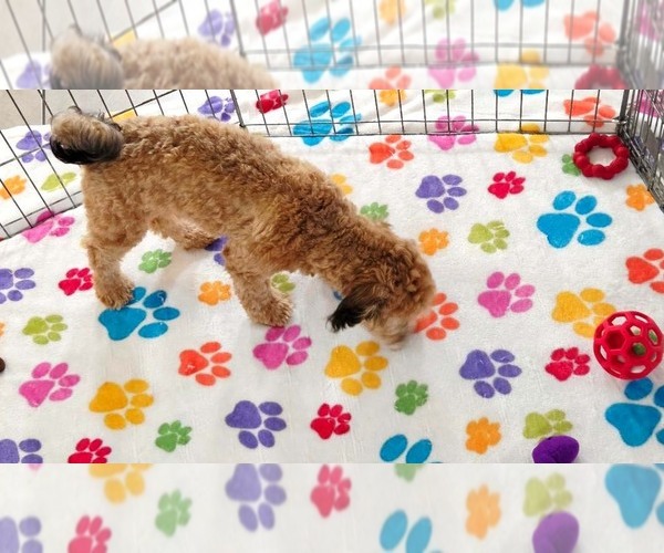Medium Photo #6 Havapoo Puppy For Sale in ORO VALLEY, AZ, USA