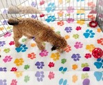 Rex - Male Havapoo Puppy for Sale - Photo #6