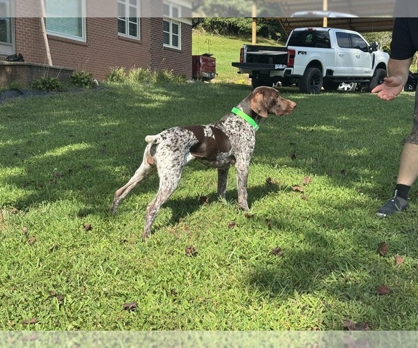 Medium Photo #1 German Shorthaired Pointer Puppy For Sale in BOOMER, NC, USA