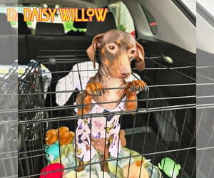 Daisy Willow - Female Dachshund Dog for Adoption - Photo #7