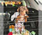 Small Photo #7 Dachshund Puppy For Sale in San Antonio, TX, USA