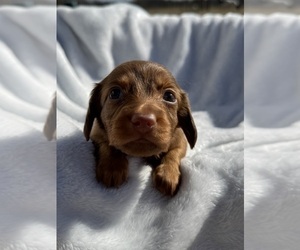 Dachshund Puppy for sale in DE KALB, TX, USA