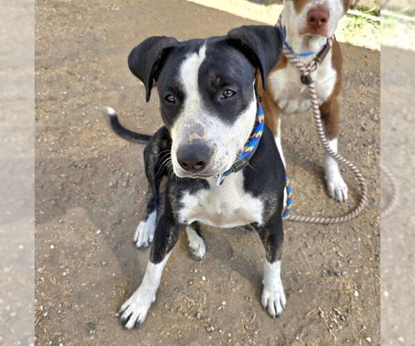 Medium Photo #1 American Pit Bull Terrier-Unknown Mix Puppy For Sale in Long Beach, CA, USA