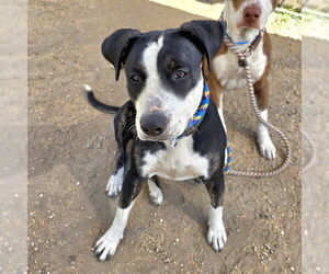 Medium American Pit Bull Terrier Mix