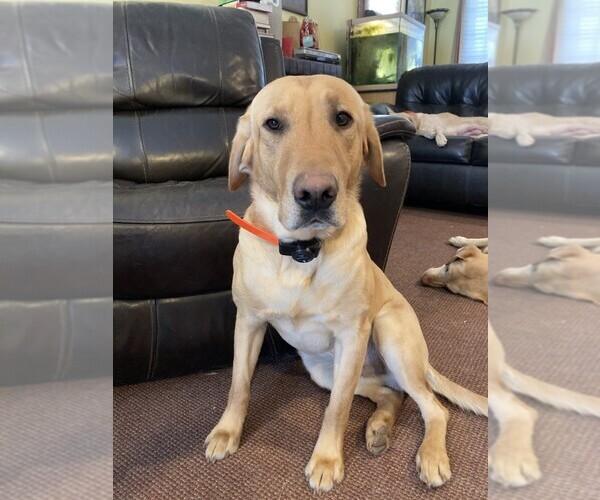 Medium Photo #1 Labrador Retriever Puppy For Sale in WOODBRIDGE, CT, USA