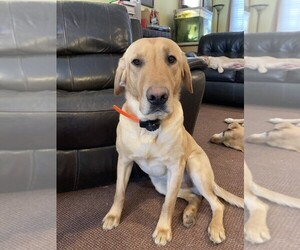 Father of the Labrador Retriever puppies born on 02/16/2026