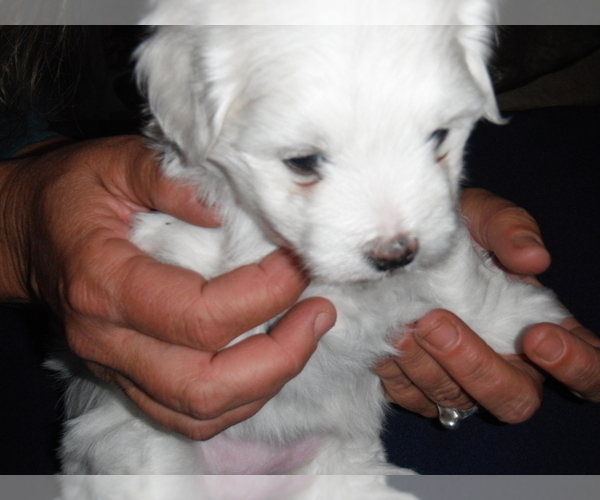 Medium Photo #3 Coton de Tulear Puppy For Sale in COLUMBIA, MO, USA