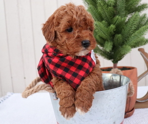 Goldendoodle (Miniature) Puppy for sale in HONEY BROOK, PA, USA