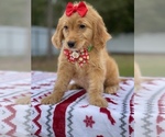 Small Photo #7 Goldendoodle Puppy For Sale in FROSTPROOF, FL, USA