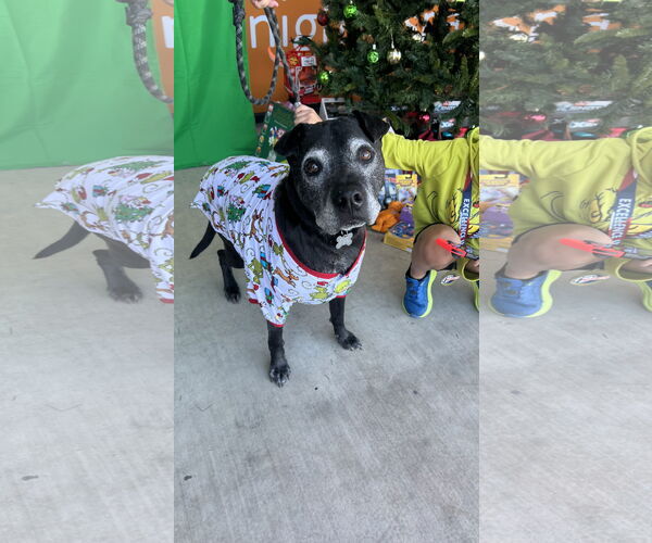 Medium Photo #1 Lab Pei Puppy For Sale in Chandler, AZ, USA