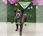 Small Australian Shepherd Mix