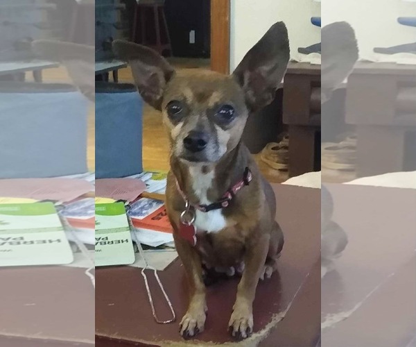 Medium Photo #5 Chiweenie Puppy For Sale in Pacolet, SC, USA
