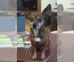 Small #4 Chiweenie