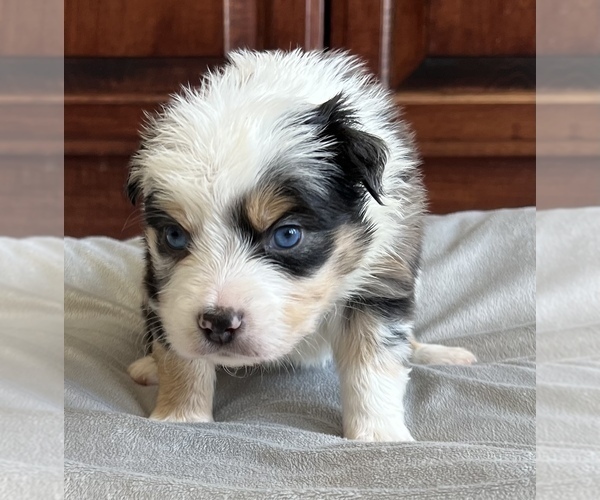 Medium Photo #15 Miniature Australian Shepherd Puppy For Sale in ARDMORE, OK, USA