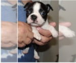 Puppy Junior Boston Terrier
