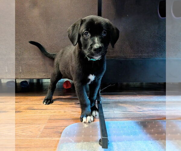 Medium Photo #11 Golden Retriever-Unknown Mix Puppy For Sale in Vail, AZ, USA