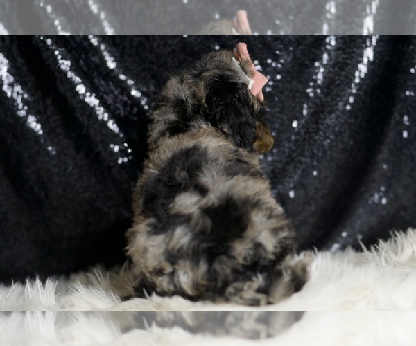 Medium Photo #3 Poodle (Miniature) Puppy For Sale in WARSAW, IN, USA