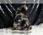 Small #2 Poodle (Miniature)