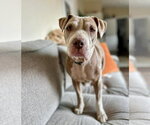 Small #12 American Staffordshire Terrier Mix