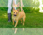 Small #1 Carolina Dog Mix