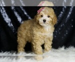 Small #2 Poodle (Toy)