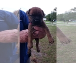 Small Photo #1 Bullmastiff Puppy For Sale in ELLABELL, GA, USA