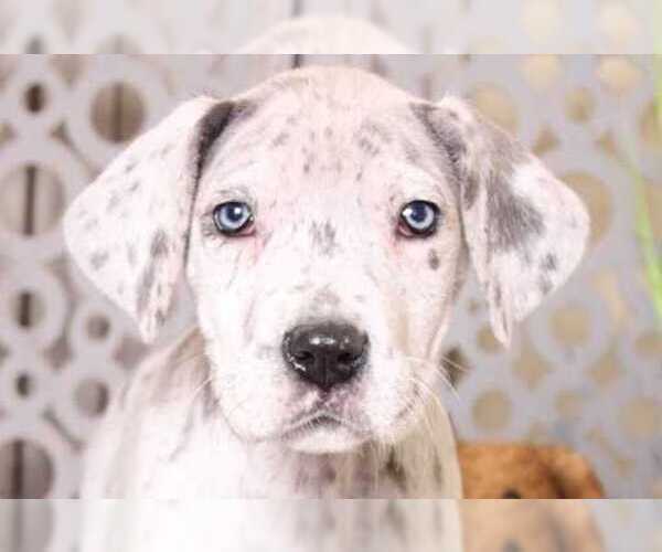 Medium Photo #3 Great Dane Puppy For Sale in MOUNT VERNON, OH, USA