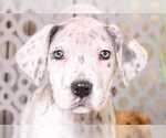 Small Photo #3 Great Dane Puppy For Sale in MOUNT VERNON, OH, USA