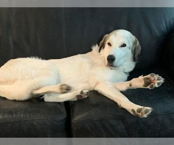 Medium Photo #5 Great Pyrenees-Unknown Mix Puppy For Sale in Dallas, TX, USA