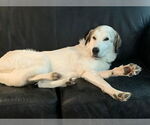 Small #4 Great Pyrenees Mix