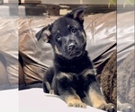 Small Photo #42 German Shepherd Dog Puppy For Sale in BRIGHTON, CO, USA