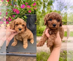 Cavapoo Puppy for sale in BELDING, MI, USA