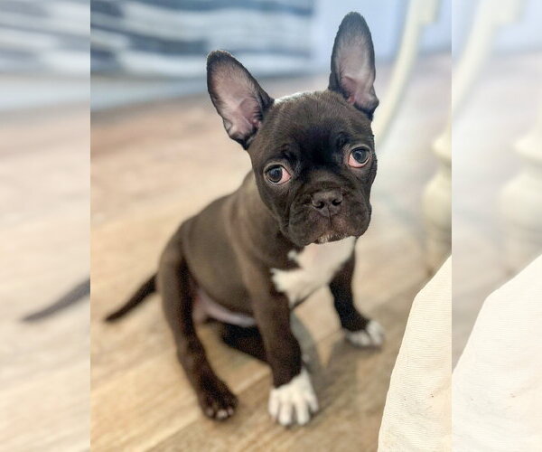 Medium Photo #7 Faux Frenchbo Bulldog Puppy For Sale in Corona, CA, USA