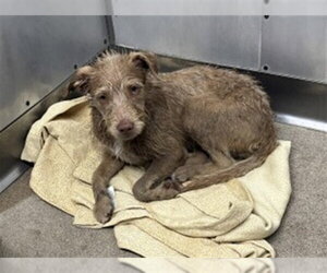 Cairn Terrier-Unknown Mix Dogs for adoption in San Bernardino, CA, USA