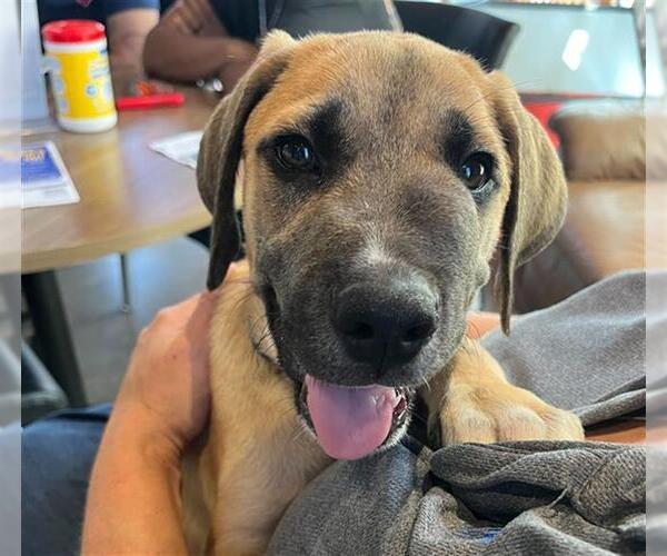 Medium Photo #1 Labrador Retriever Puppy For Sale in Waco, TX, USA