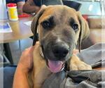 Small Labrador Retriever