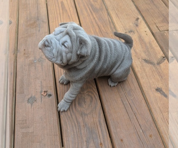 Medium Photo #2 Chinese Shar-Pei Puppy For Sale in MOUNT ULLA, NC, USA