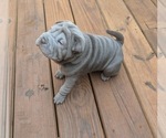 Small #1 Chinese Shar-Pei