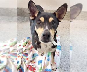 German Shepherd Dog-Unknown Mix Dogs for adoption in Houston, TX, USA